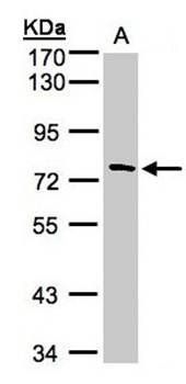 FLJ13946 antibody