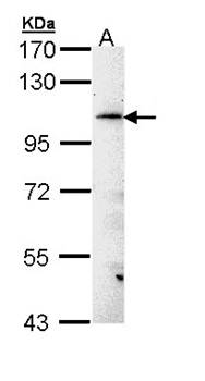 FLJ32786 antibody