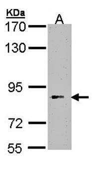 FLJ35630 antibody