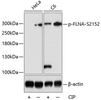 FLNA (Phospho-S2152) antibody