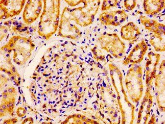 FLOT1 Antibody