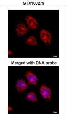 Flotillin 2 antibody