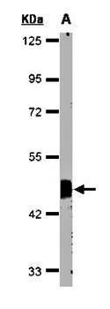 Flotillin-2 antibody