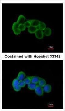 FLRT1 antibody