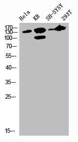 FLT1 Antibody