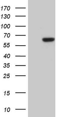 FLT3 antibody