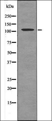 FLT3 (Phospho-Tyr591) antibody