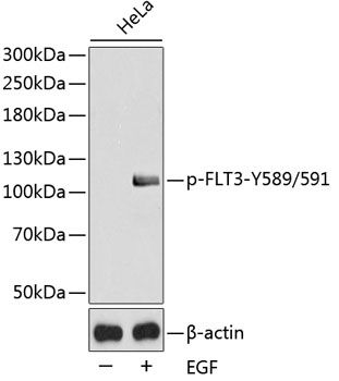 FLT3 (Phospho-Y589/591) antibody