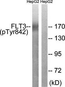 FLT3 (phospho-Tyr842) antibody