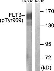 FLT3 (phospho-Tyr969) antibody