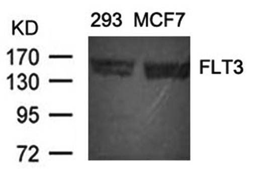 FLT3 (Ab-591) Antibody