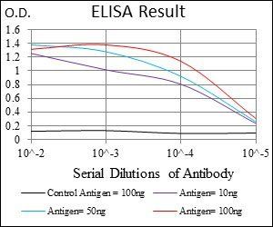 FLT3 Antibody