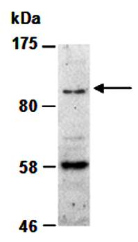 FLT3 (C) Antibody, Rabbit Polyclonal