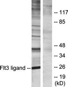 Flt3 ligand antibody
