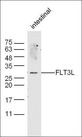 FLT3L antibody