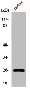 FLT3LG antibody