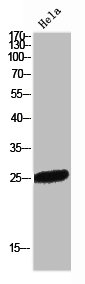 FLT3LG antibody