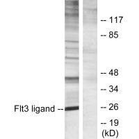 FLT3LG antibody
