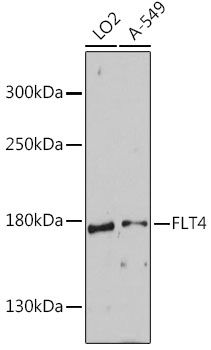 FLT4 antibody