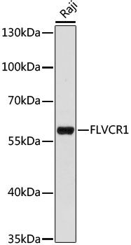 FLVCR1 antibody