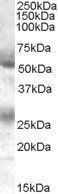 Goat anti-FLVCR Antibody