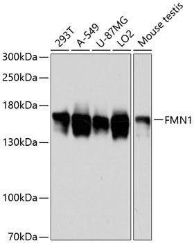 FMN1 antibody