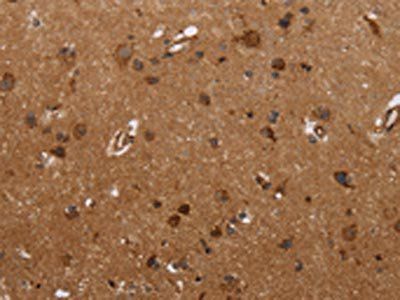 FMN2 Antibody