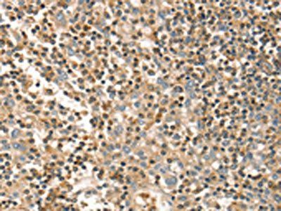 FMNL1 Antibody