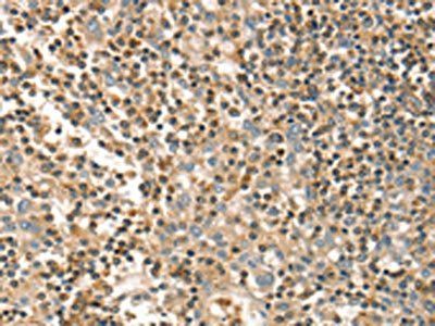 FMNL1 antibody