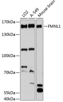 FMNL1 antibody