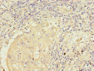 FMO2 Antibody
