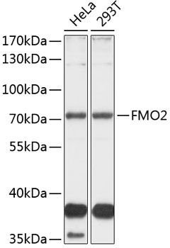 FMO2 antibody