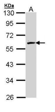 FMO2 Rabbit Polyclonal Antibody