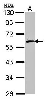 FMO2 antibody