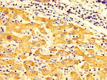 FMO3 Antibody