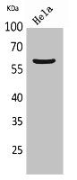 FMO3 Antibody