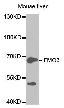 FMO3 antibody