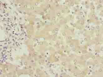 FMO4 antibody