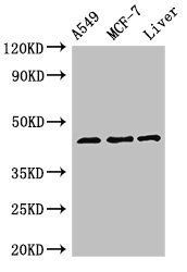 FMOD antibody