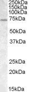 Goat anti-FMR1 (aa116-130) Antibody