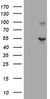 FMRP (FMR1) antibody