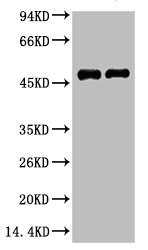 FN1 Monoclonal Antibody