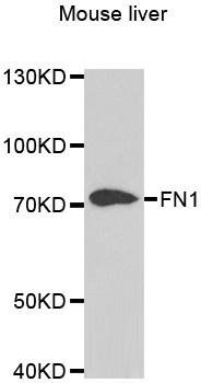 Fibronectin antibody