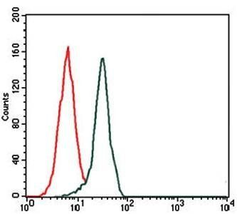 FN1 Antibody