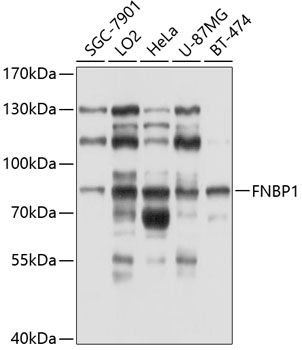 FNBP1 antibody