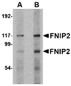 FNIP2 Antibody