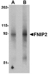 FNIP2 Antibody