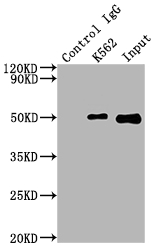 FNTB Recombinant Monoclonal Antibody