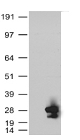 FOG1 (ZFPM1) antibody