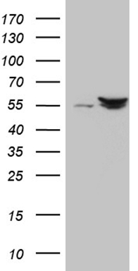 FOLR2 antibody